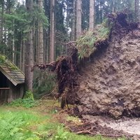Direkt neben der Hütte ist das riesige Wurzelwerk eines umgestürzten Baumes.