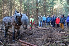 Im Vordergrund ist Rune, ein kräftiges graumeliertes Pferd. Im Hintergrund die Menschen.