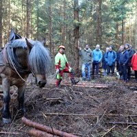 Im Vordergrund ist Rune, ein kräftiges graumeliertes Pferd. Im Hintergrund die Menschen.
