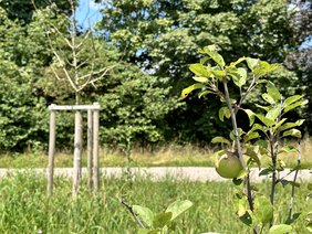 Abgebildet ist im Vordergrund ein Zweig mit einem kleinen Apfel, im Hintergrund ein weiterer Apfelbaum.