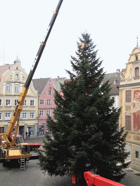 Der Weihnachtsbaum auf dem Marktplatz