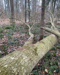 Der Stamm einer Esche liegt am Boden.