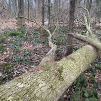 Der Stamm einer Esche liegt am Boden.