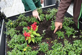 Zwei Finger deuten in einem Hochbeet auf leere Pflanzlöcher