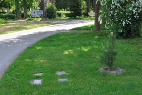 An einem Friedhofsweg sind in die Wiese eingebettet vier Granitsteine, dahinter der gepflanzte Jungbaum - ein Mustergrab ist angelegt.