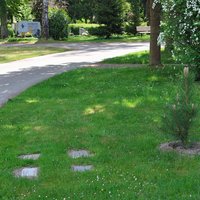 An einem Friedhofsweg sind in die Wiese eingebettet vier Granitsteine, dahinter der gepflanzte Jungbaum - ein Mustergrab ist angelegt.