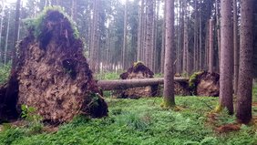 Drei große entwurzelte Bäume liegen quer im Wald