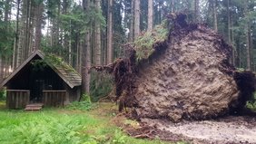 Direkt neben der Hütte ist das riesige Wurzelwerk eines umgestürzten Baumes.