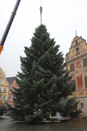 Gleich wird der Baum vor dem Rathaus verankert.